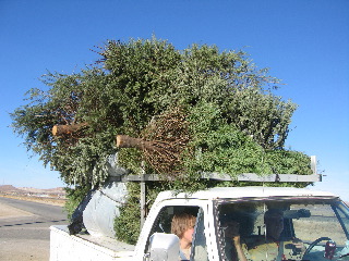 trees.jpg